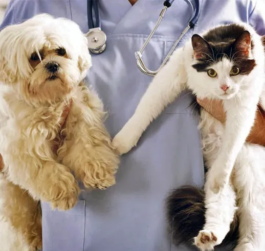 Veterinária segurando um cão e um gato na Clínica Veterinária Bom Jesus