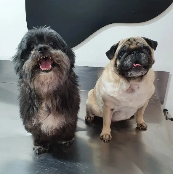 Cães shih-tzu e pug na clínica