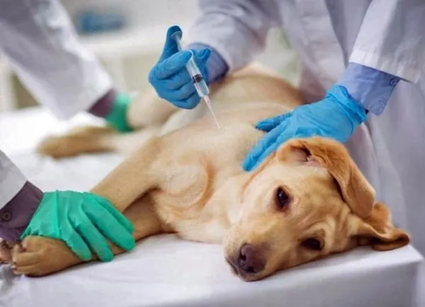 Cão sendo preparado para cirurgia veterinária