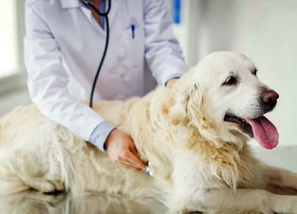 Veterinário examinando golden retriever em consulta