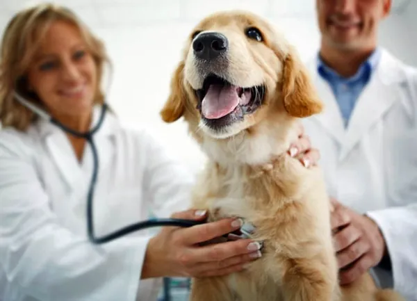 Veterinários examinando golden retriever