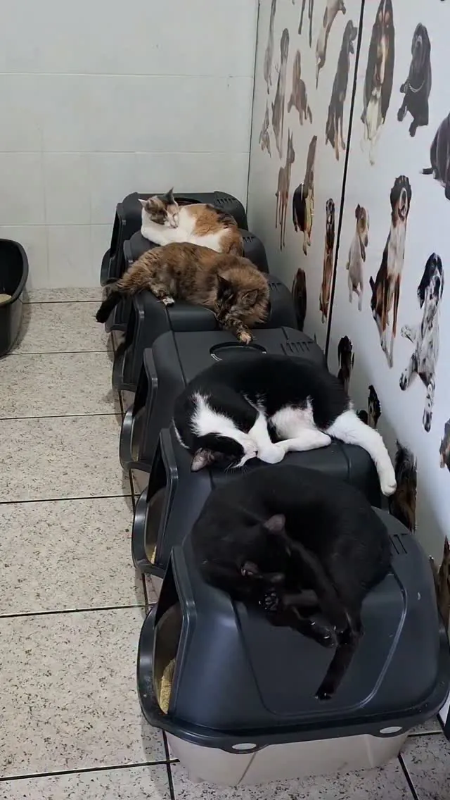 Gatos descansando tranquilos na clínica veterinária em Americana