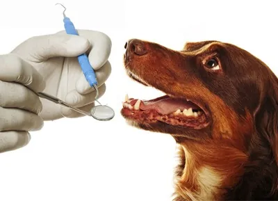 Avaliação odontológica em cão