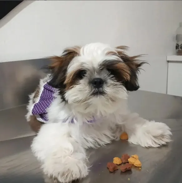 Shih-tzu em consulta veterinária na mesa de atendimento