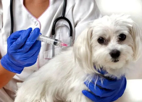 Veterinária vacinando cão maltês
