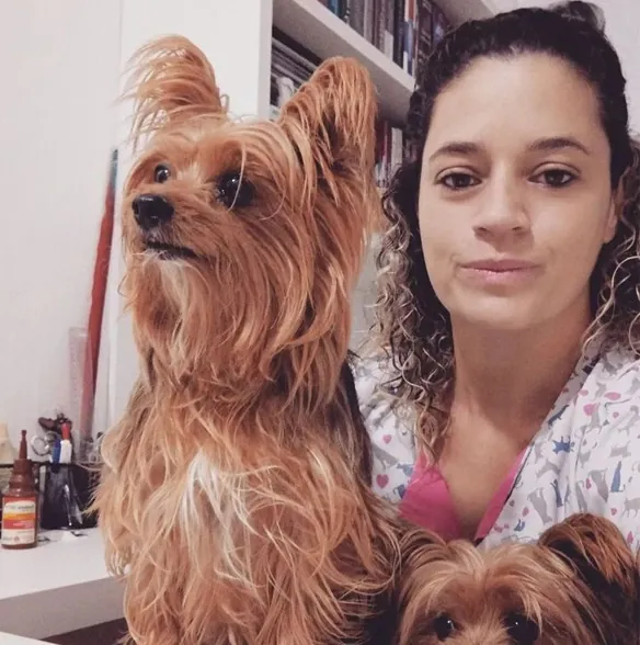 Yorkshire em atendimento veterinário em Americana